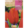 Cassini Bulbo de Tulipa Laranja, Laranja Salmão, 5 unidades. Rocalba