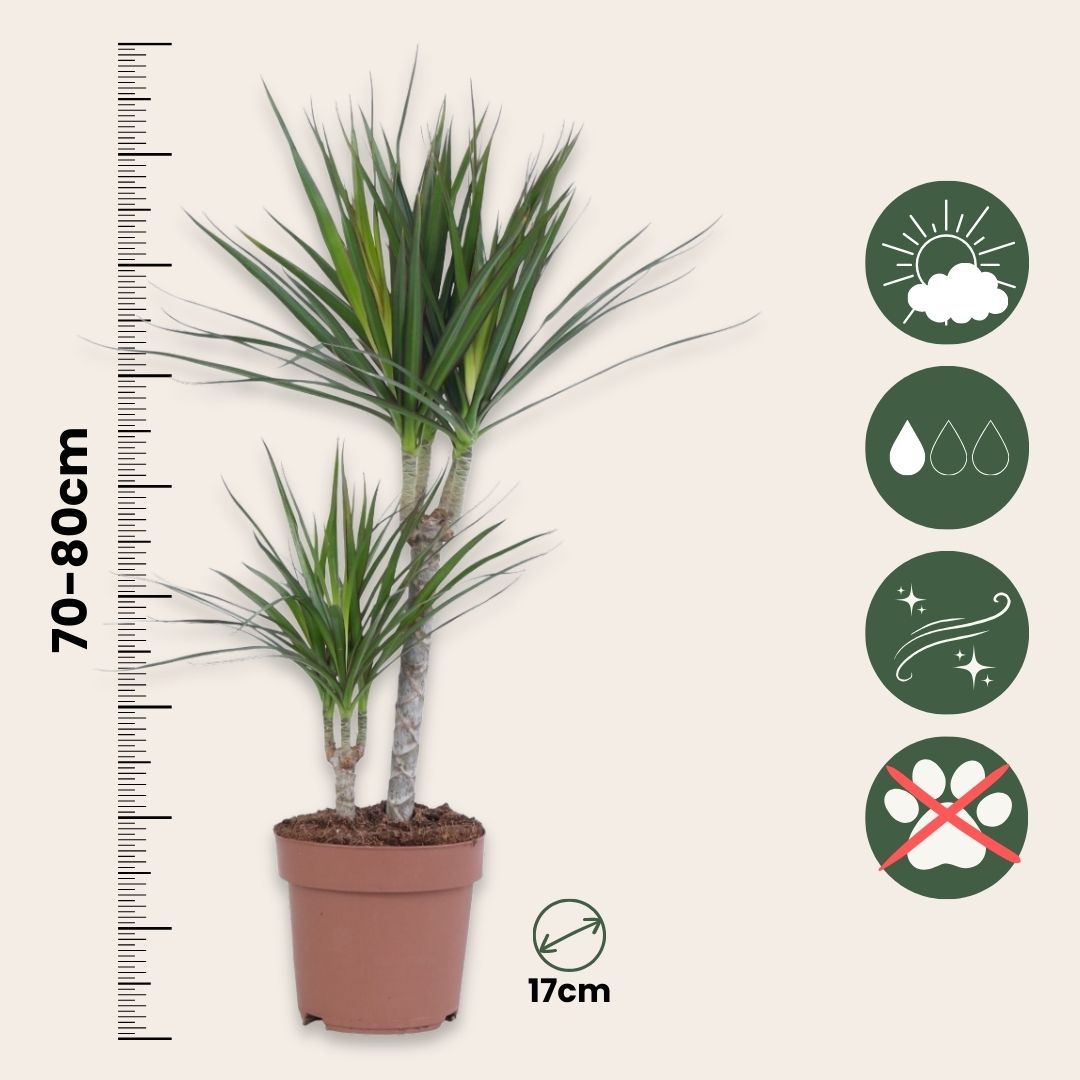 Drácena - 4 Pzs - Dracaena Marginata - Altura 70-80cm - ⌀17cm_2