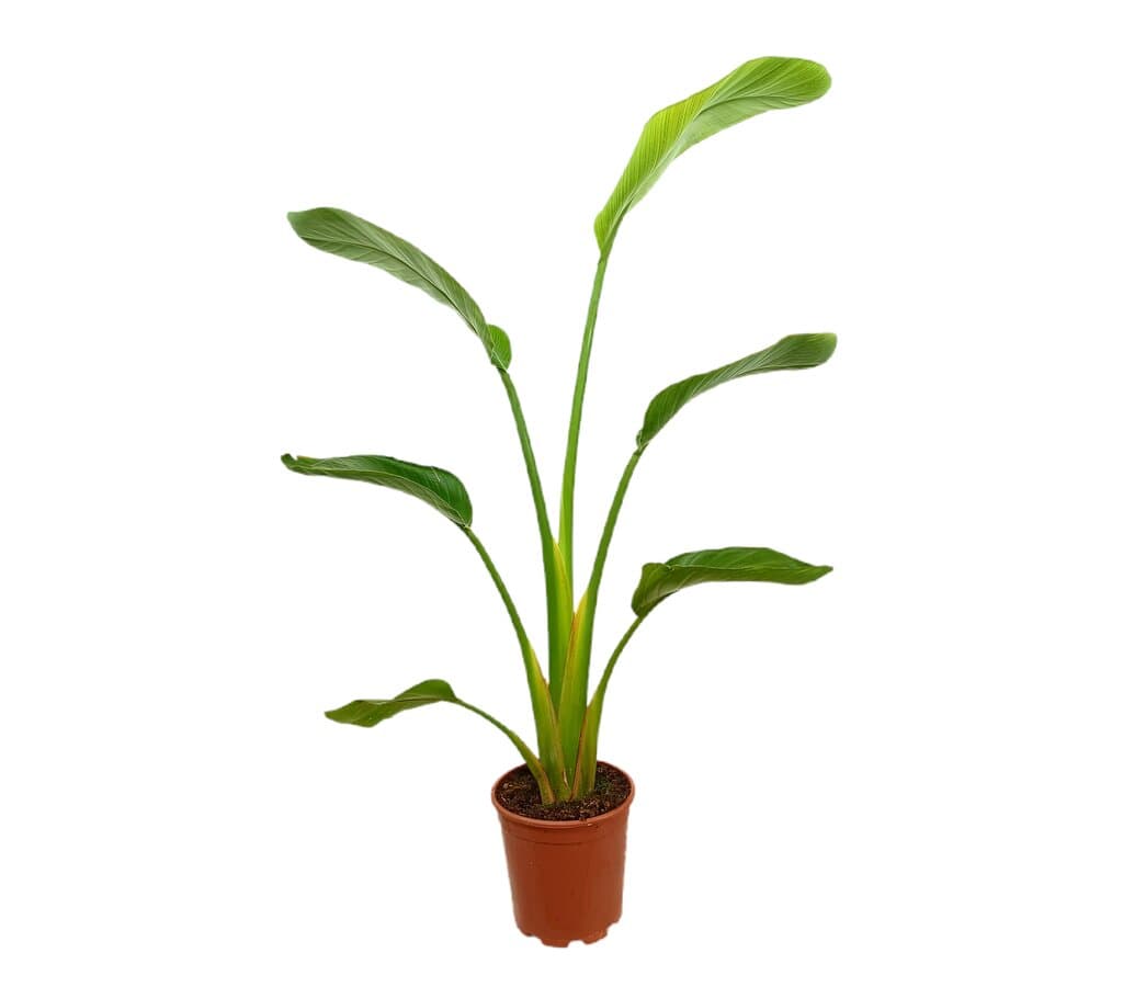 Strelitzia Augusta M20 120cm (ave Del Paraíso)_0