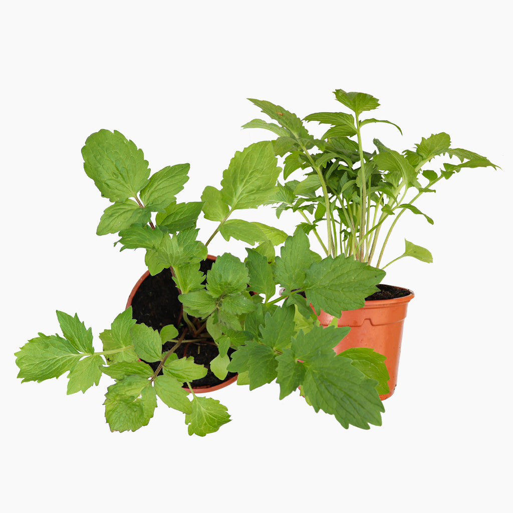 Maceta Valeriana 10,5 Cm - Plantabo_0