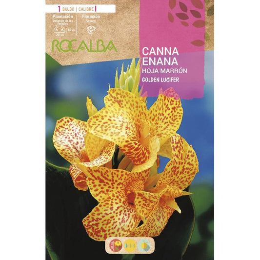 Bolbo de Canna Anão Lúcifer Dourado 1 unidade (I)