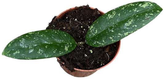 Hoya Sp Aceh Planta Suculenta Colgante Flor De Cera Ø10_0