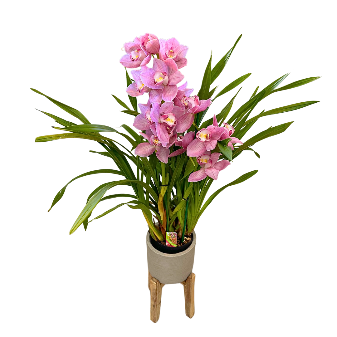 Cymbidium Colores Variados M14_0