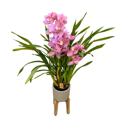 Cymbidium Colores Variados M14_0