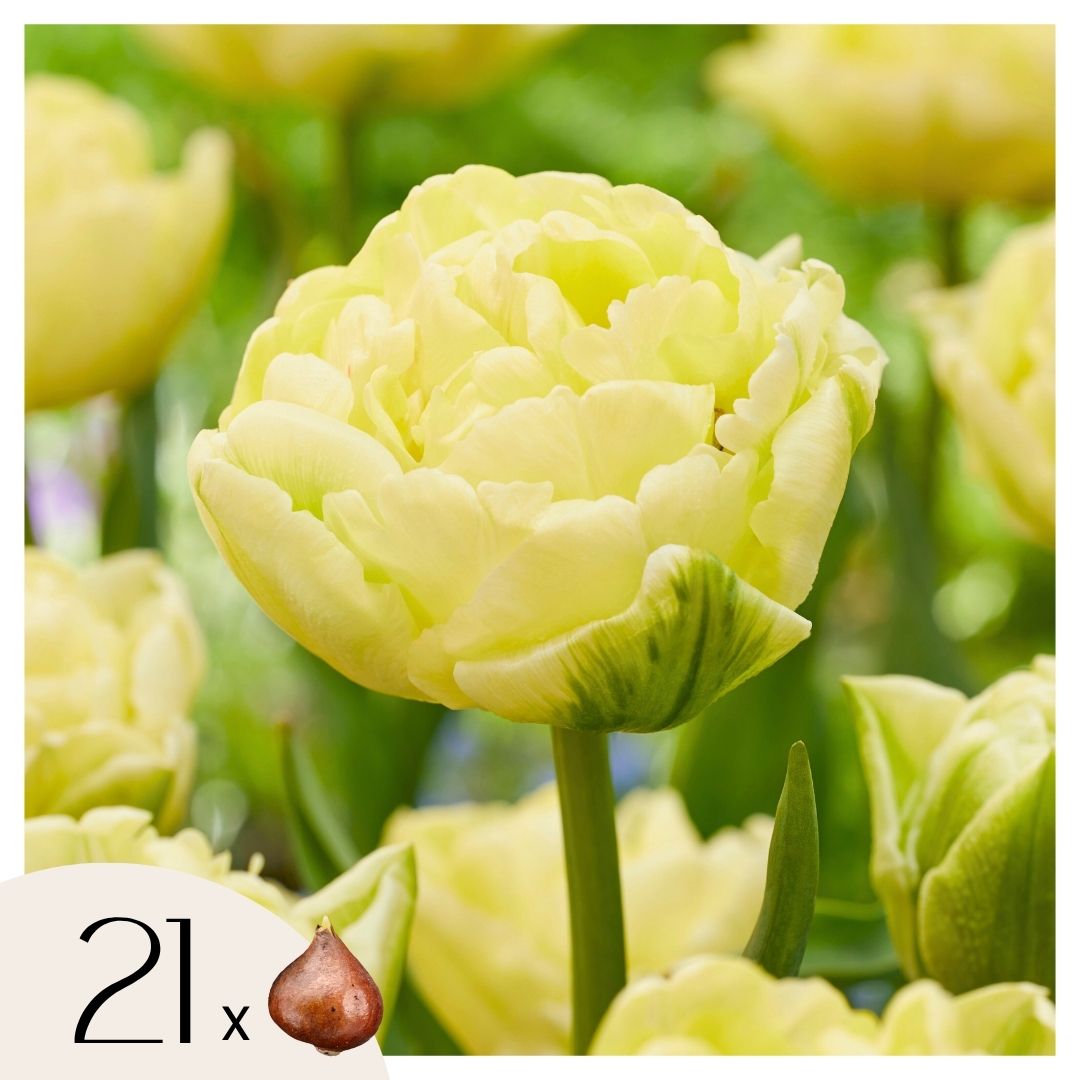 Bulbos De Tulipán - 21 Pzs - Tulipa 'avant Garde' - Bulbos De Flores - Amarillo_0