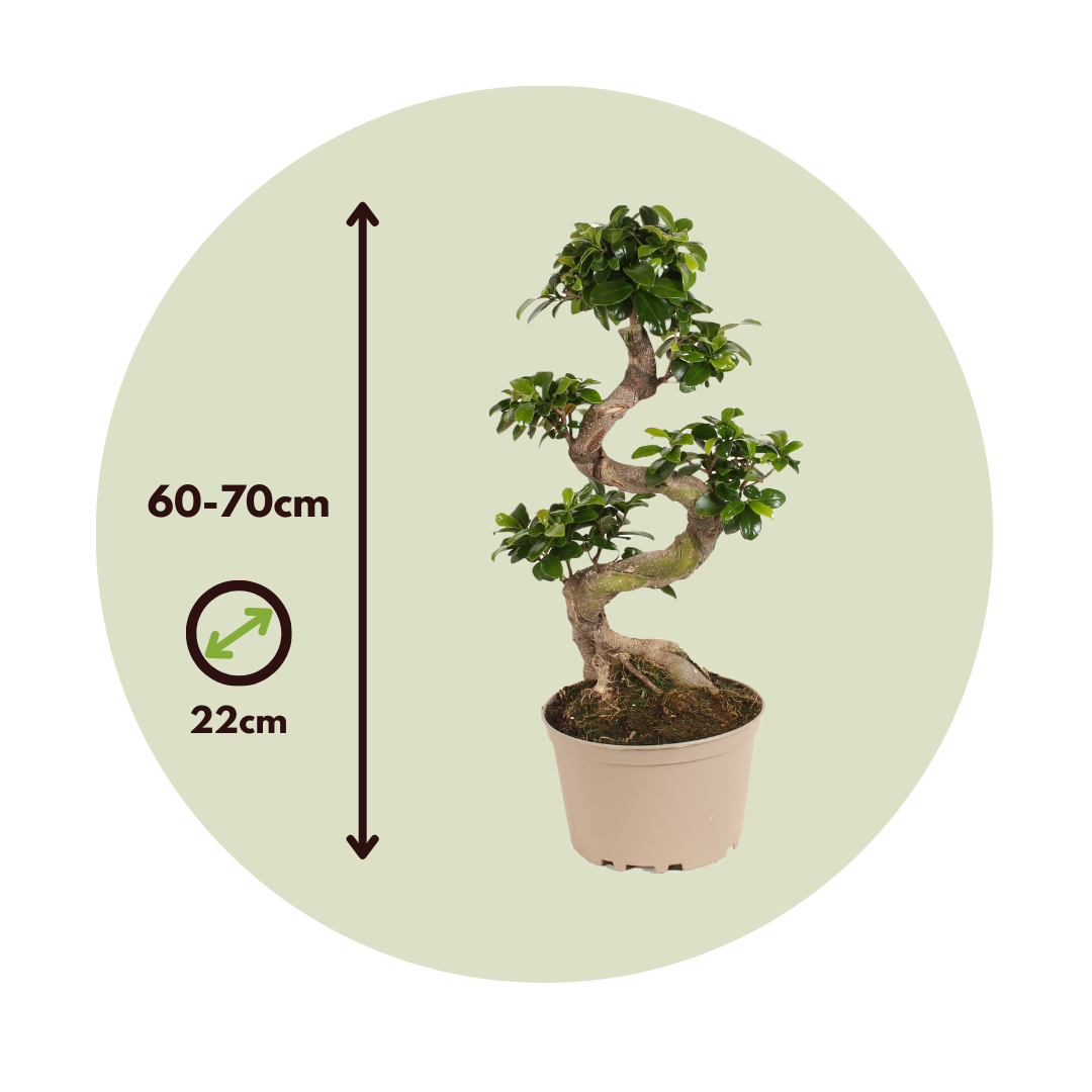 Laurel De Indias - Ficus Microcarpa 'ginseng' - Altura 60-70cm - ⌀22cm_2