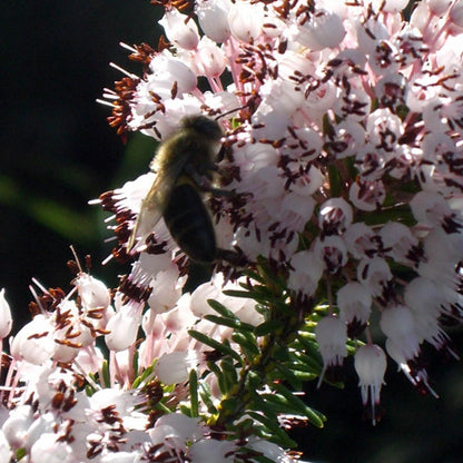 Mel de Urze Biológico Bona Mel, 900 g