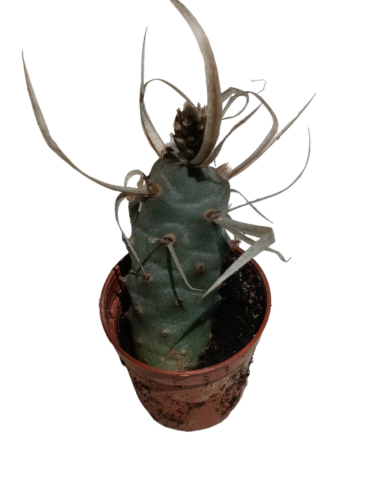 Cactus Tephrocactus Papirocantus Planta De Sol Ø5_0