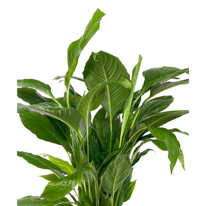 Spathiphyllum Chopin M21 90cm (cuna De Moisés)_2