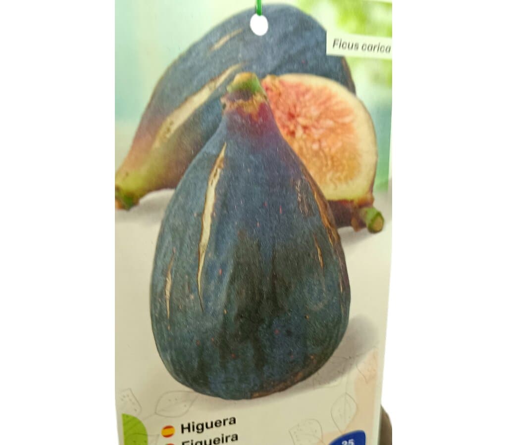 Higuera Albacor M25_1