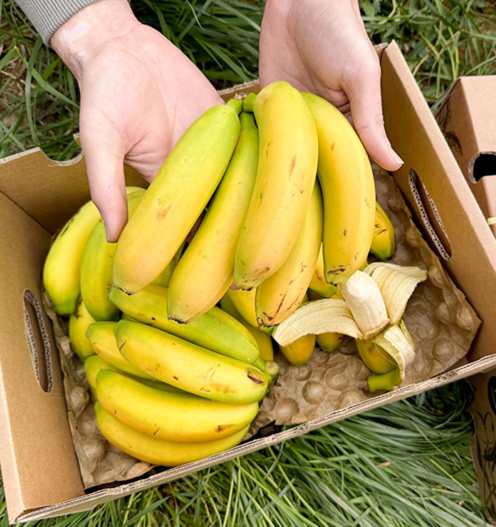 Caja De Plátanos De Canarias Tropitop Caja De 9kg_2