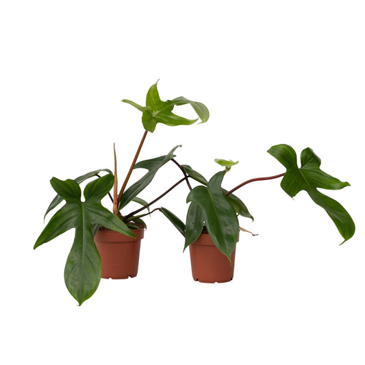 Filodendro - 2 Pzs - Philodendron 'florida Green' - Altura 20-30cm - ⌀12cm_0