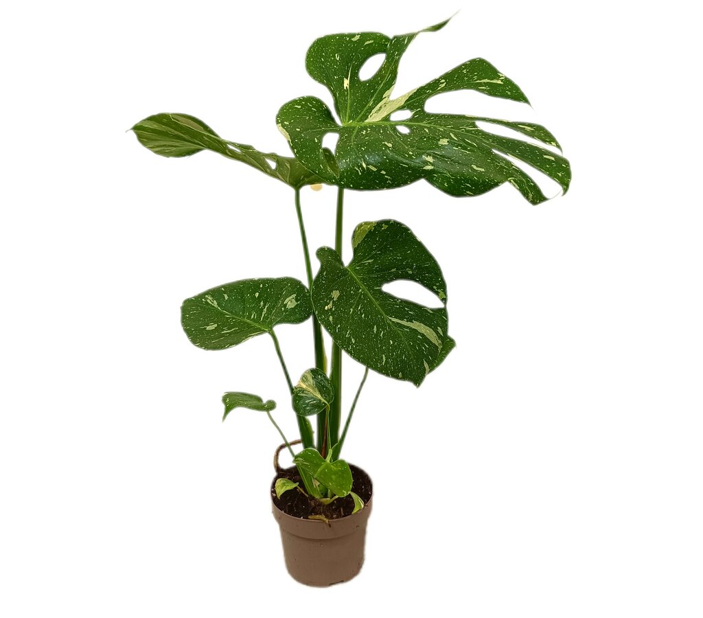 Monstera Variegata M12 50-60cm_0