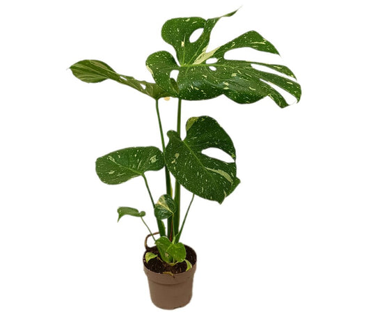 Monstera Variegata M12 50-60cm_0