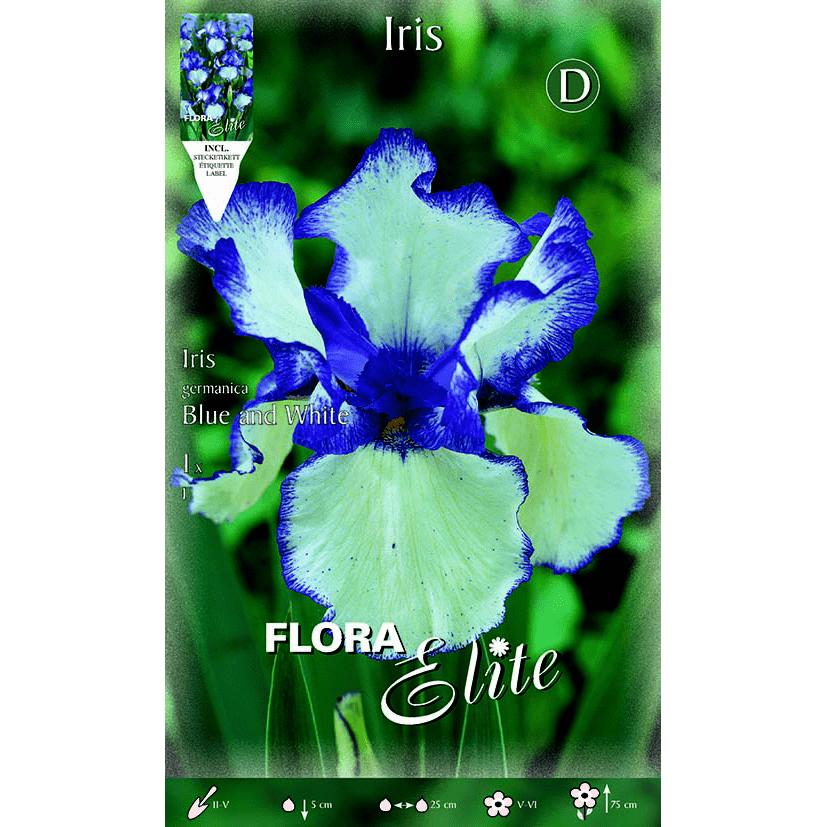 Bulbo Iris Germanica azul branco 1 unidade