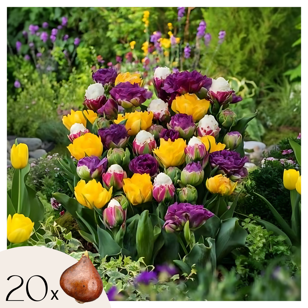 Bulbos De Tulipán - 20 Pzs - Tulipa 'candy Love' - Bulbos De Flores_0