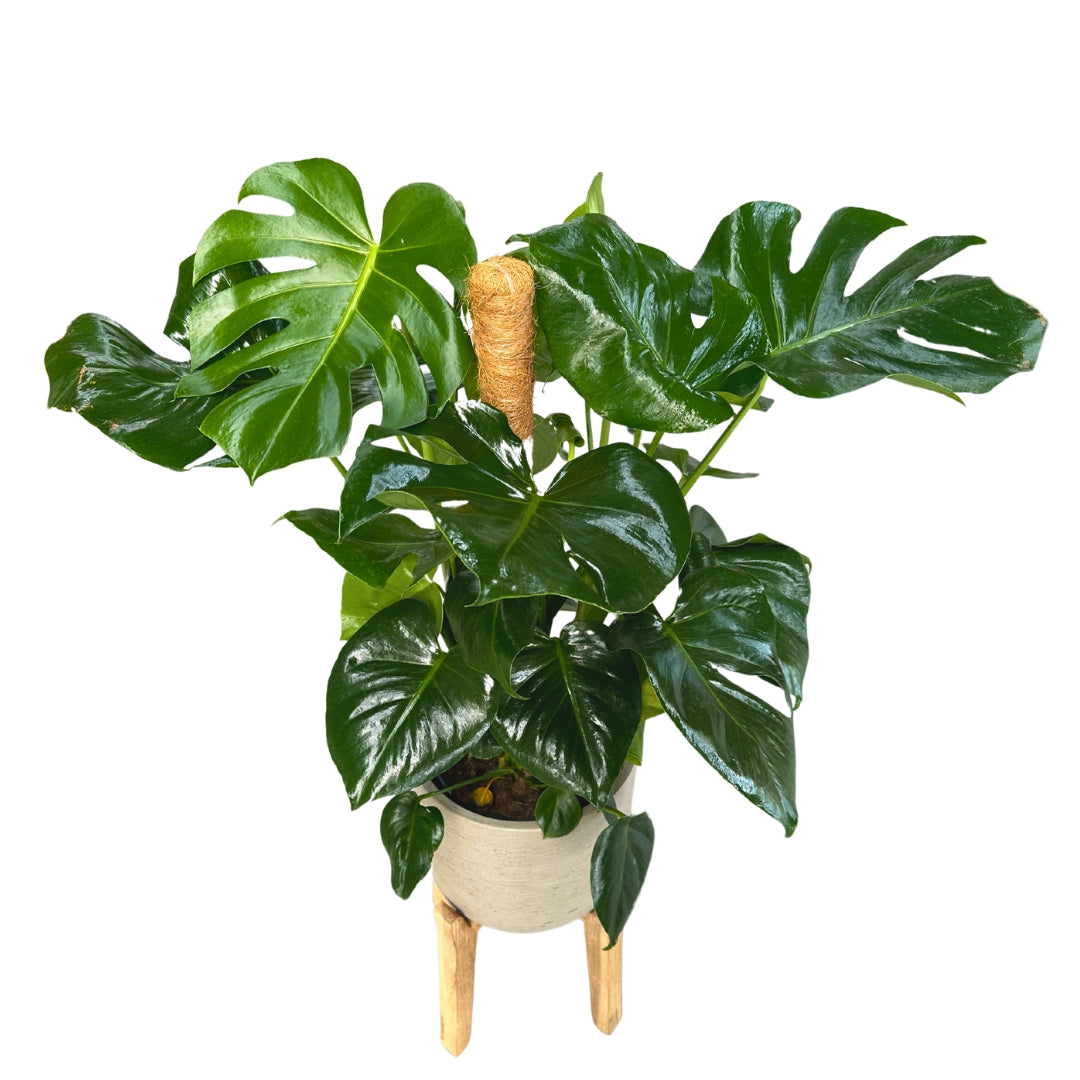 Monstera Deliciosa O Costilla De Adán En Tutor 0,80m M20_0