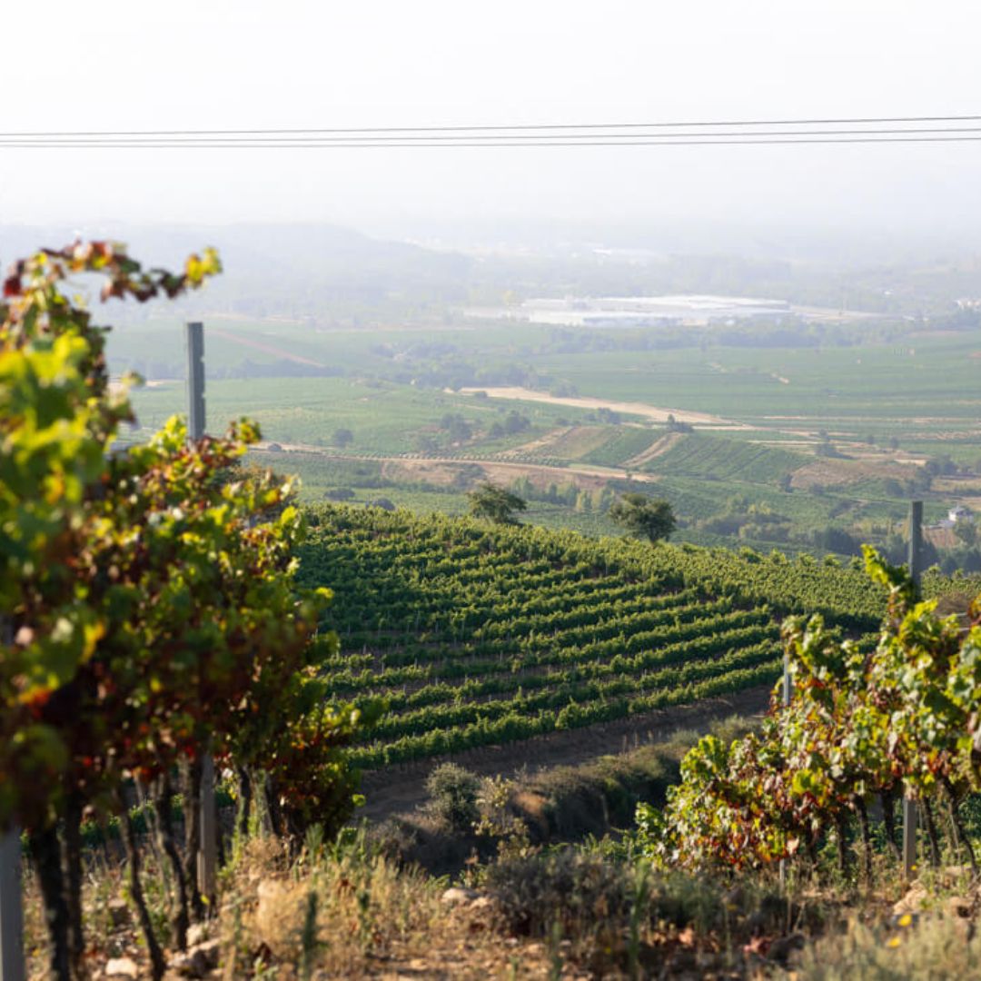 Vino Tinto  - Finca Luna Beberide - Mencía -2022_2