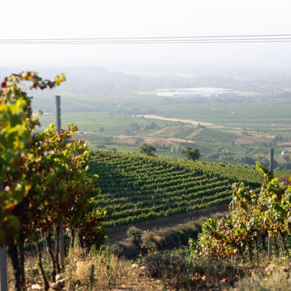 Vino Tinto  - Finca Luna Beberide - Mencía -2022_2