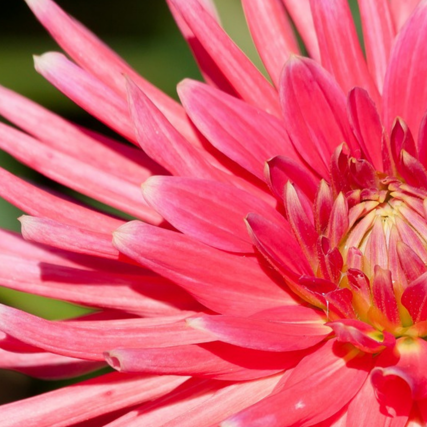 Mezcla De Bulbos De Flor Púrpura - 250 Pzs - Dahlia Gladiolus Freesia Oxalis_3