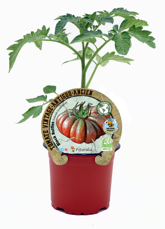 Plantón tomate Black Ruffles en maceta 10,5 cm. natural - Fitoralia_0