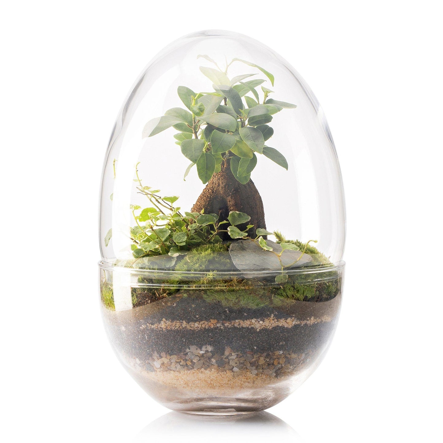 Terrário Erawa Ficus Retusa Ø8 x 28 cm