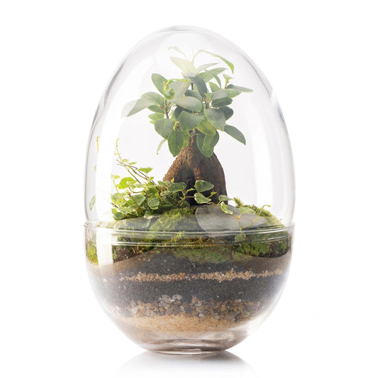 Terrário Erawa Ficus Retusa Ø8 x 28 cm