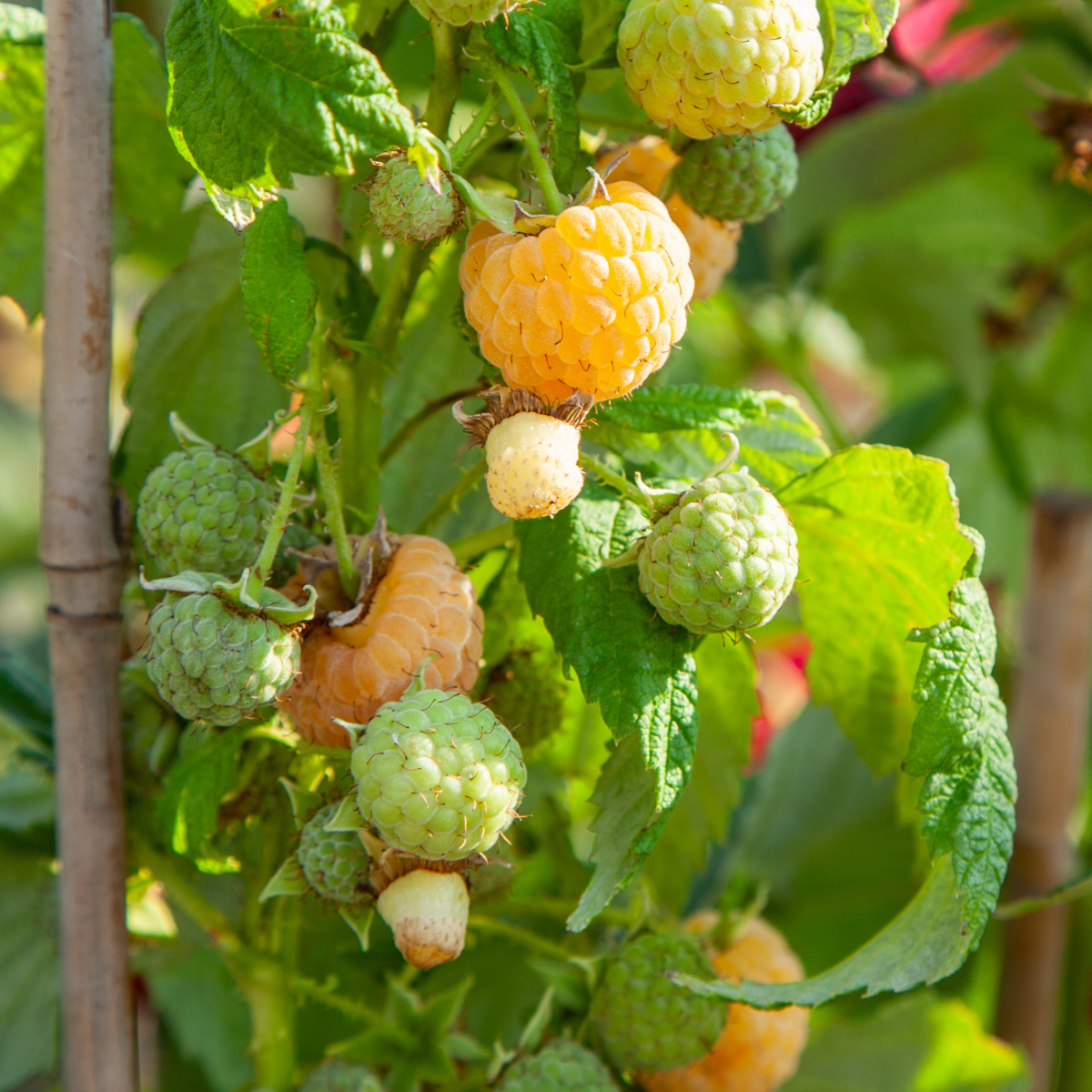 Frambueso - 3 Pzs - Rubus Idaeus 'fallgold' - Altura 25-40cm - ⌀9cm_1