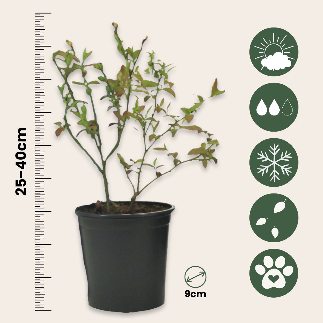 Mezcla De Superfrutas - 6 Pzs - Actinidia Vaccinium - Altura 25-40cm - ⌀9cm_2