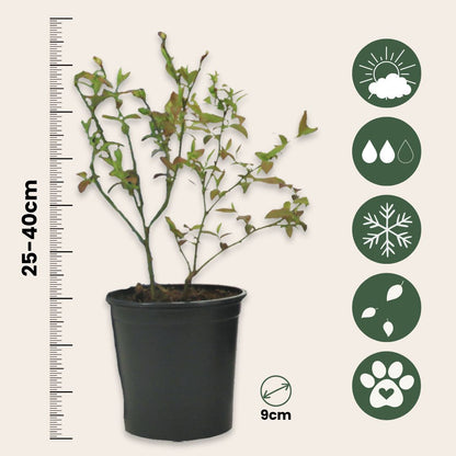 Mezcla De Superfrutas - 6 Pzs - Actinidia Vaccinium - Altura 25-40cm - ⌀9cm_2