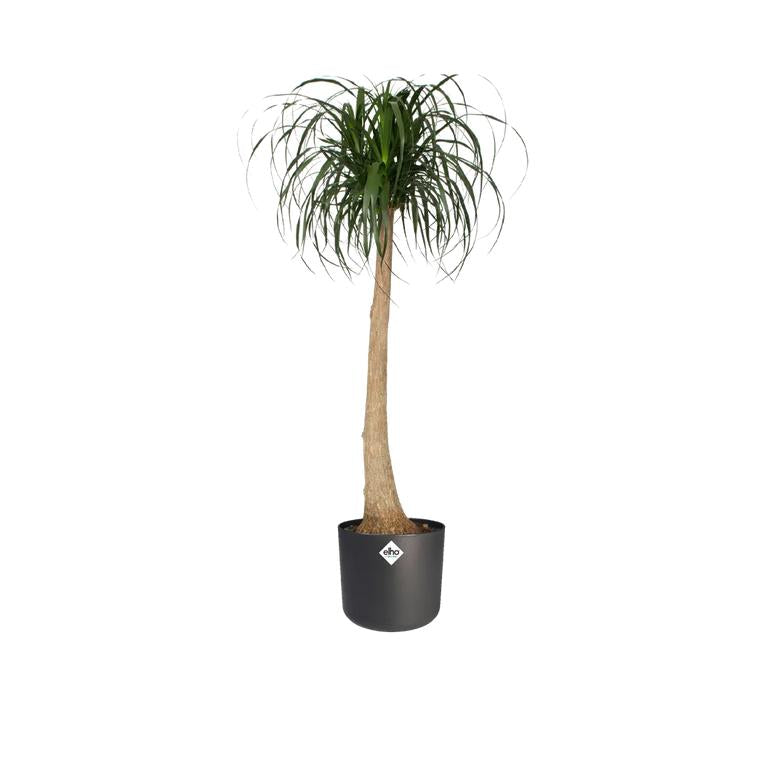B. para vaso redondo macio Elho Antracite 16 cm