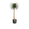 B. para vaso redondo macio Elho Antracite 16 cm