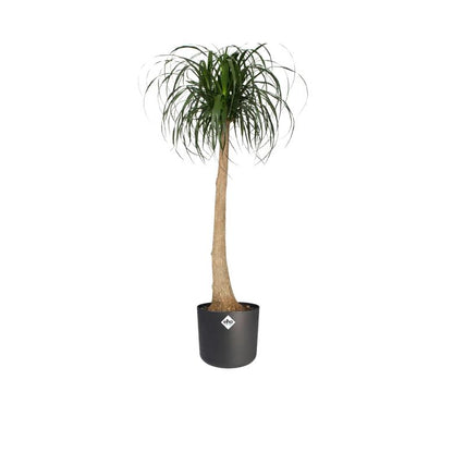 B. para vaso redondo macio Elho Antracite 25 cm