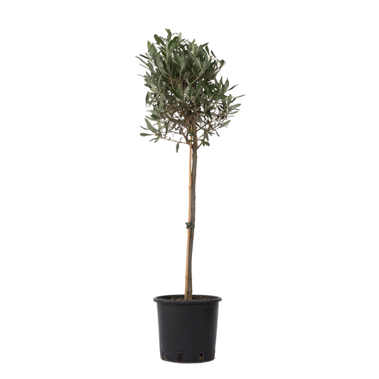 Olivo - Olea Europaea - Altura 90-100cm - ⌀21cm_0
