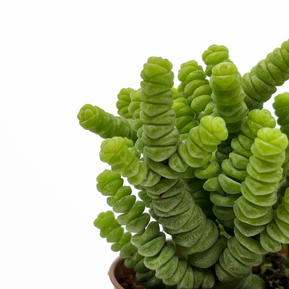 Crassula Baby’s Necklace Cactus Y Suculentas M8,5 cm Ø_3