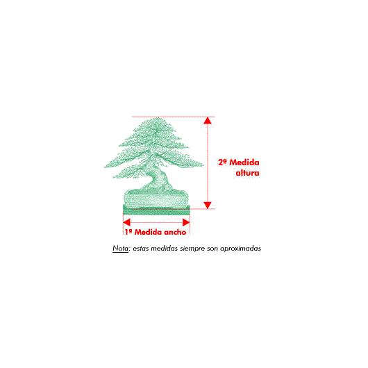 Bonsai Zelkova parvifolia 5 anos - Olmo Chinês
