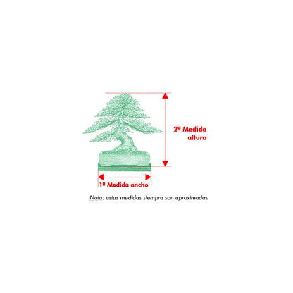 Bonsai Zelkova parvifolia 5 anos - Olmo Chinês