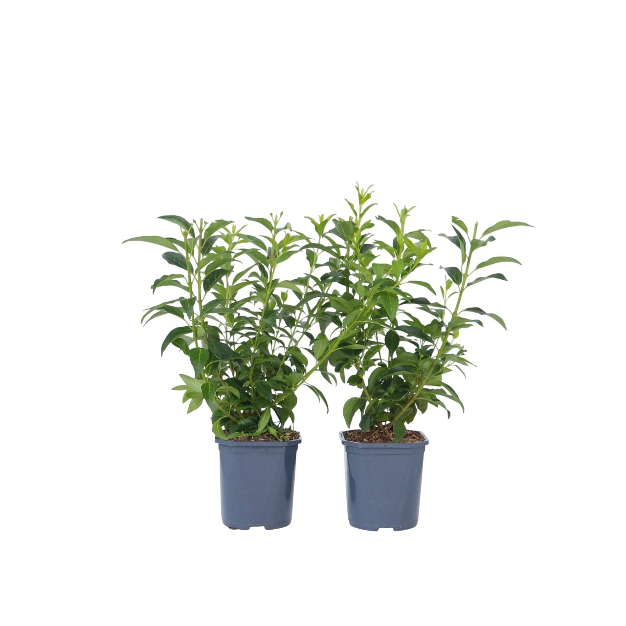 Campanita China - 2 Pzs - Forsythia Intermedia 'minigold' - A25-40cm - ⌀17cm_0