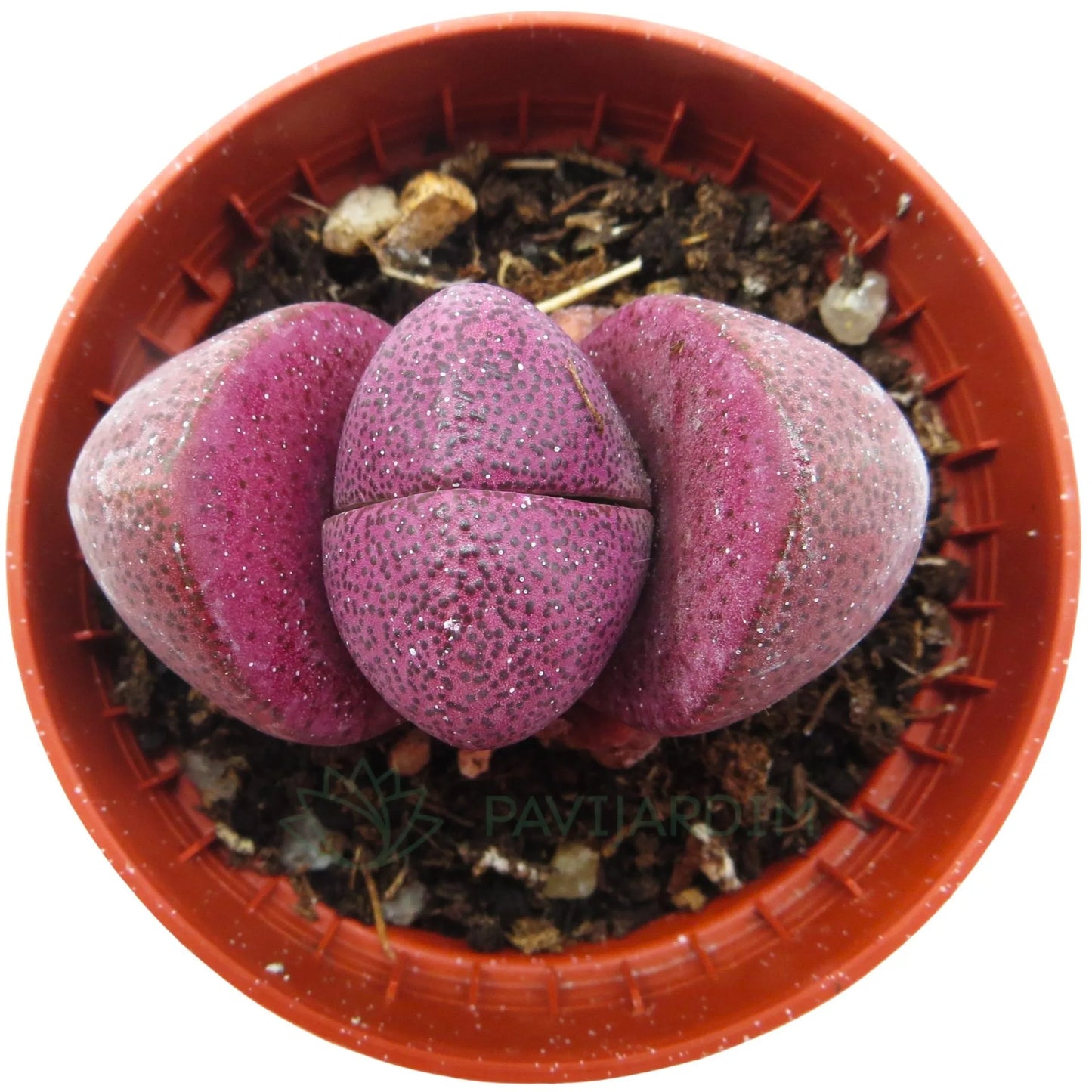 Pleiospilos Nelii Rubra; Planta Piedra, Piedra Viva, Púrpura; Curiosarium; Diámetro Maceta 5,5 Cm_0