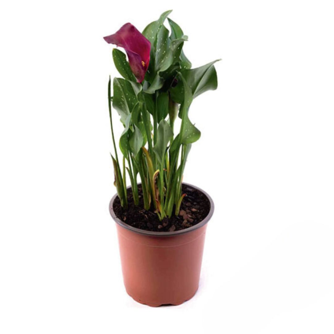 Cala De Colores Variados Elegante Planta De Interior Con Flor_0