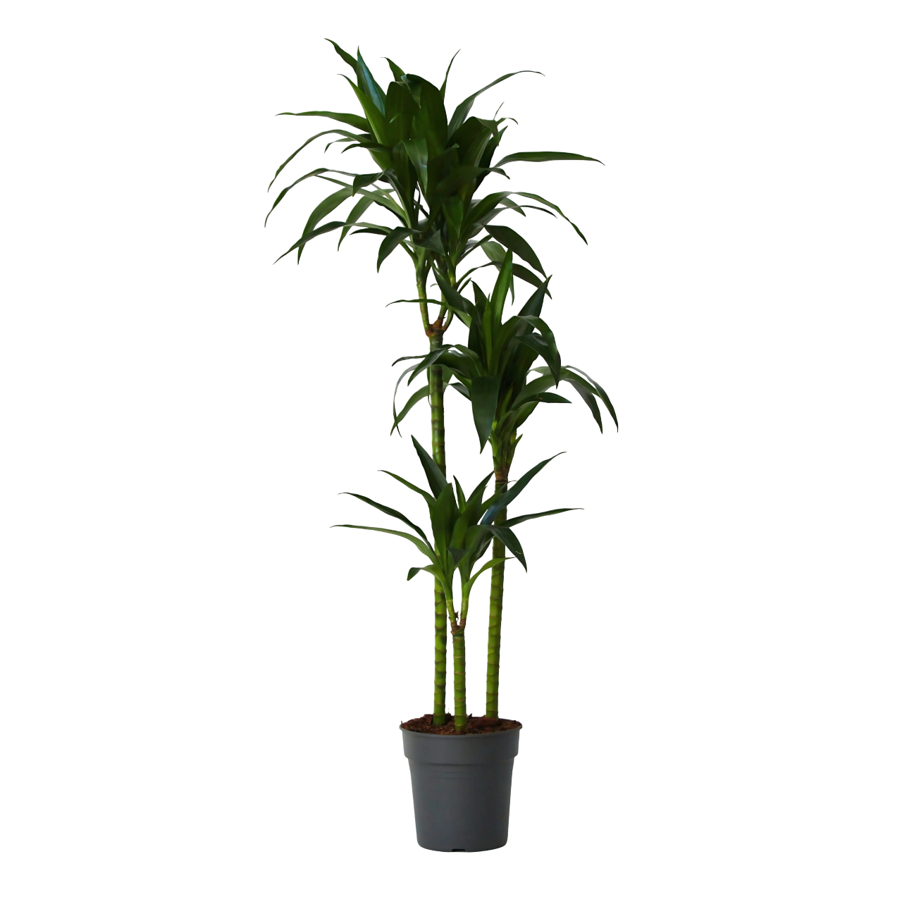 Drácena - Dracaena Deremensis 'janet Craig' - Altura 140-150cm - ⌀24cm_0
