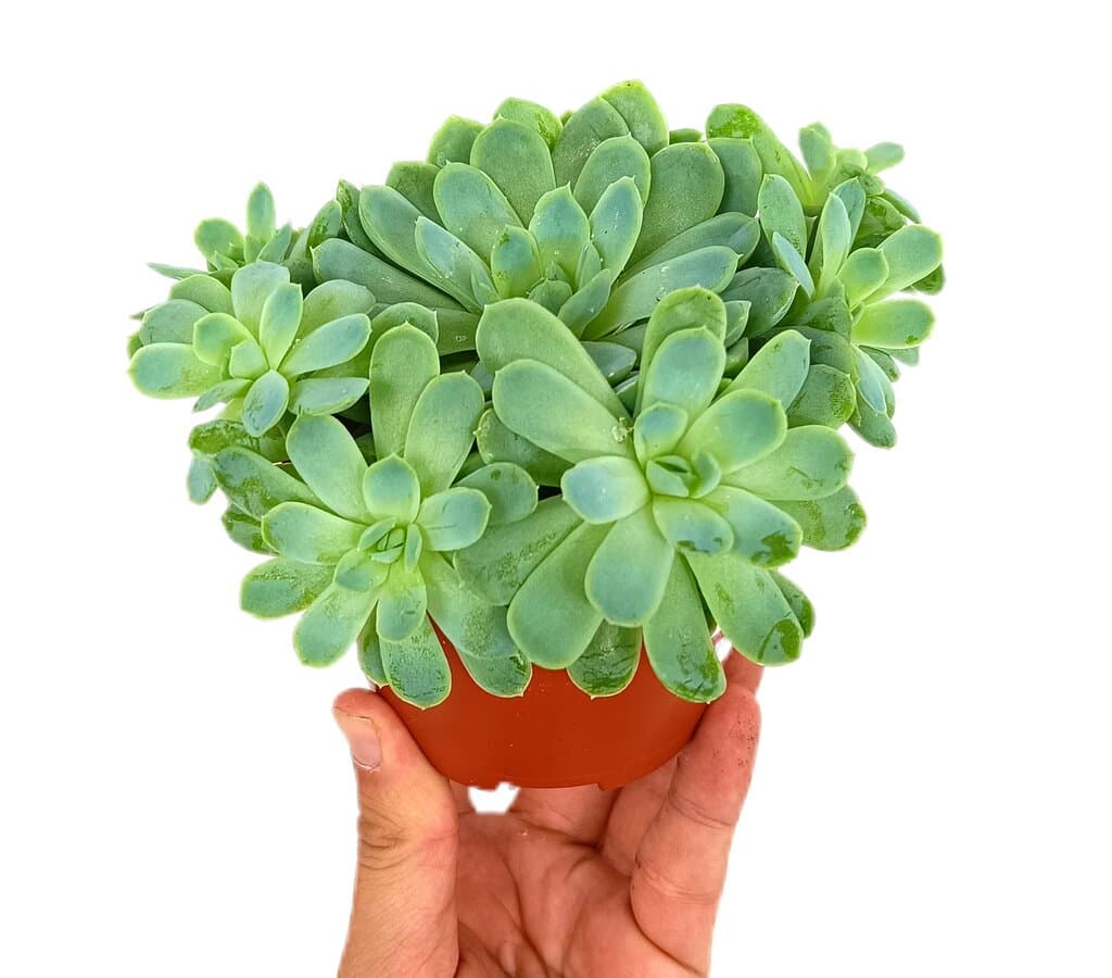 Echeveria Elegans M11_0