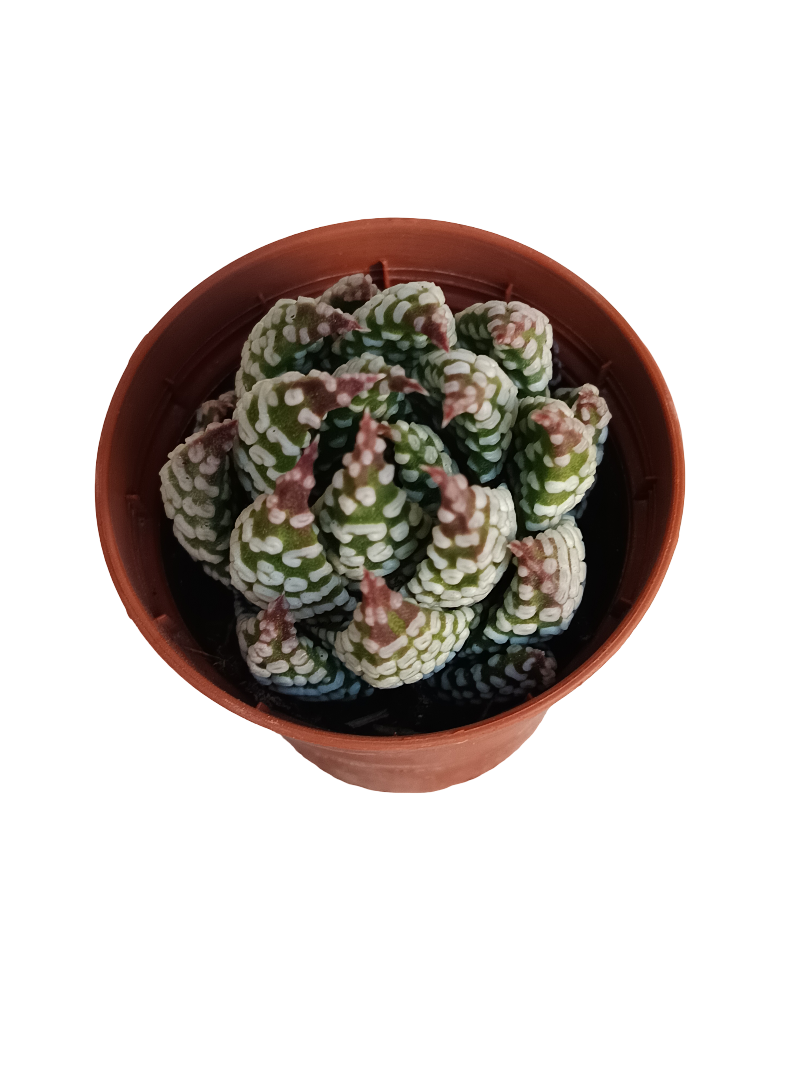 Haworthia Pumila Planta Suculenta Ø5 Cm_0