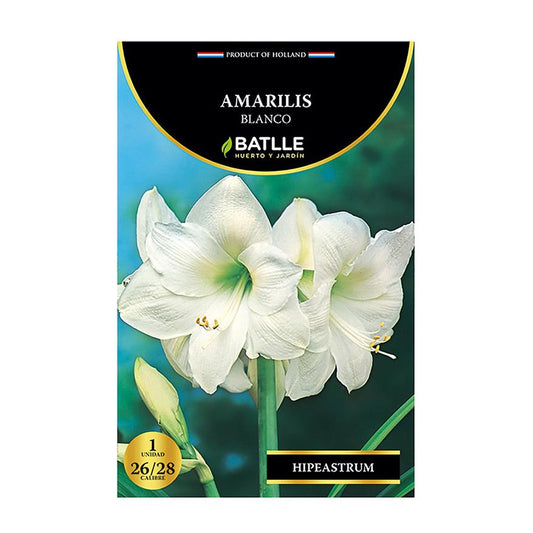 Bolbo de Amarílis branco 5 unidades