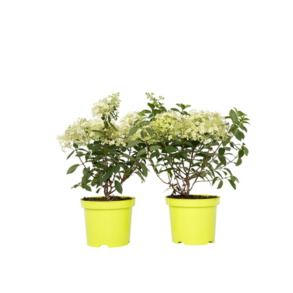 Hortensia - 2 Pzs - Hydrangea Paniculata 'bobo' - Altura 25-40cm - ⌀19cm_0