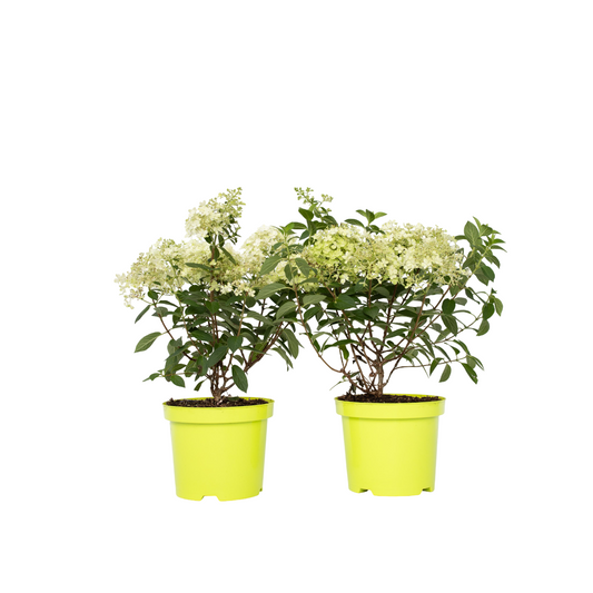 Hortensia - 2 Pzs - Hydrangea Paniculata 'bobo' - Altura 25-40cm - ⌀19cm_0