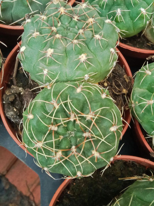 Gymnocalycium Baldanium Cactus Joven 5 Cms_0