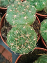 Gymnocalycium Baldanium - Cacto Jovem - 5 Cm
