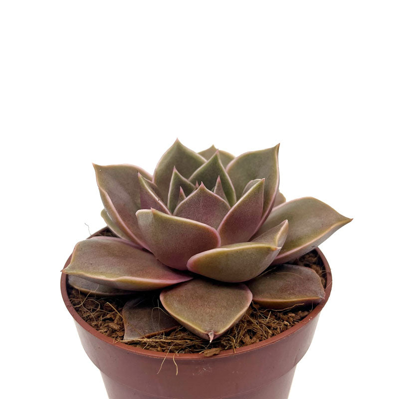 Echeveria Impi Cactus Y Suculentas M8,5 cm Ø_0