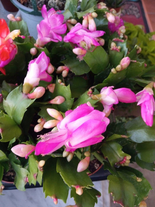 Cactus De Navidad Color Rosa_0